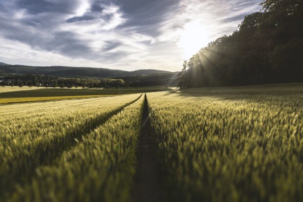 Field of wheat